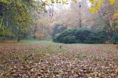 Wald (C) RR