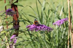 Insekten   (C) RR