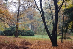 Wald          (C) RR